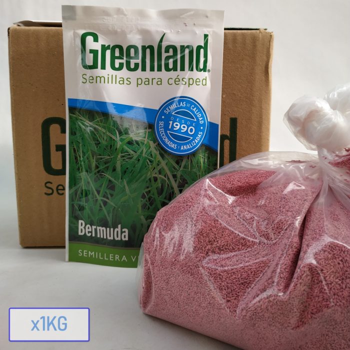 Bermuda – Semillas de cesped Greenland (100gr, 1kg, 10kg) - Imagen 2