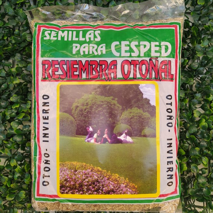 Cesped «RESIEMBRA OTOÑAL» Lawn Grass x500gr